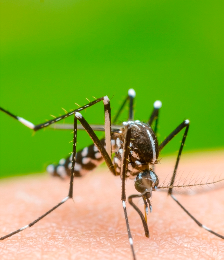 Santa Fé do Sul Vacina Crianças e Adolescentes Contra a Dengue